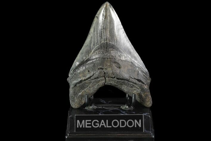 Serrated, Fossil Megalodon Tooth - Georgia #90785